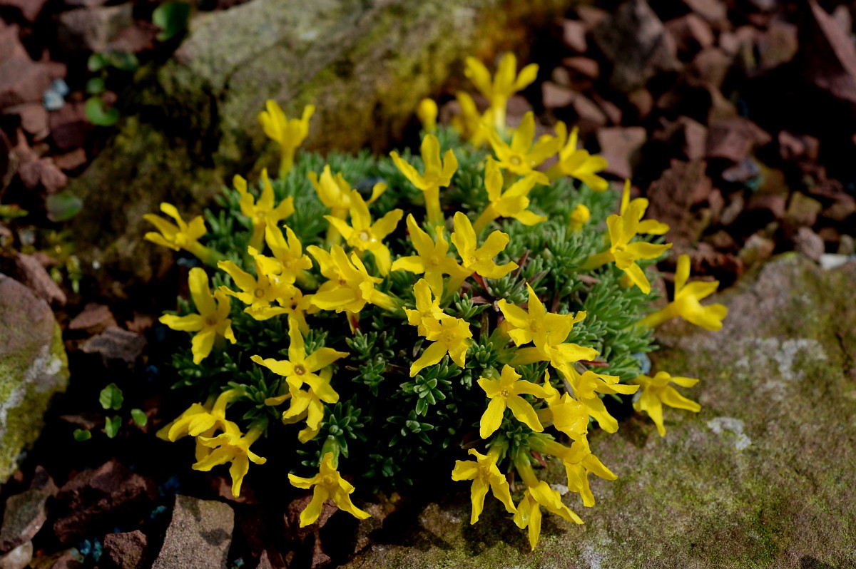Vitaliana primuliflora,
